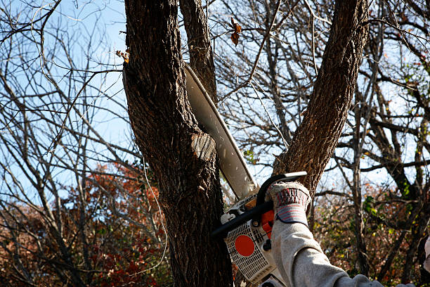 How Our Tree Care Process Works  in  Elkhart Lake, WI