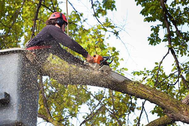 Best Lawn Watering Services  in Elkhart Lake, WI